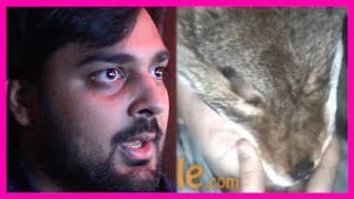 There Is A TikTok Cat Killer Right Now...