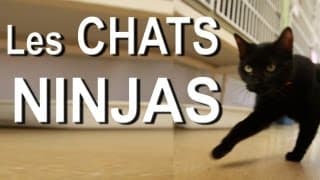LES CHATS NINJA - PAROLE DE CHAT