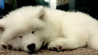 [ENG Sub] 사모예드 포메 남매의 일상을 소개합니다! Samoyed and pomeranian's daily vlog