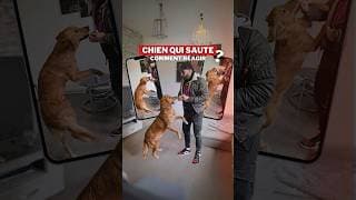 Mon CHIEN SAUTE : comment réagir ?