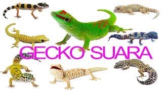 suara binatang tokek | suara tokek seram | suara binatang untuk anak