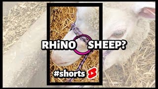 #shorts | SheepishlyMe SHORTS | RHINO SHEEP UPDATE!!