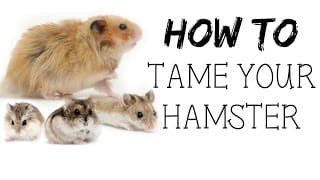 How to TAME your hamster!