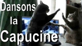 DANSONS LA CAPUCINE - PAROLE DE CHAT
