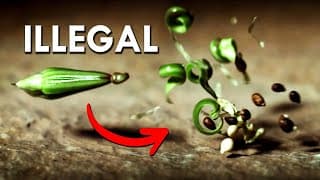 Don't Touch This DEADLY Plant