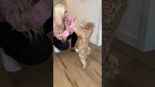 MALIBU LOST HER FIRST TOOTH 🐶 #SHORTS