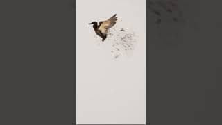 6 Man Duck Hunt Limit 🦆 Links in Descrip #huntongaro #duckhunting #hevishot #cabelas #goosehunting