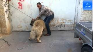 الكلب لوكو الاشرس بالعالم هاجمني السبب لا يثق بانسان مع جمال العمواسي