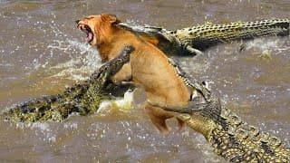 What will happen if newborn lion across river meets the crocodile - mother lion fight crocodile