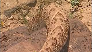 Reptiles et cobras dans le désert - Documentaire COMPLET