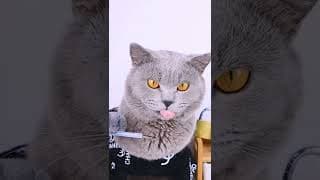 New Hacks,New Suprises! | Funny Cat TikTok Challenge#funnycat #funny  #catsoftiktok #shorts