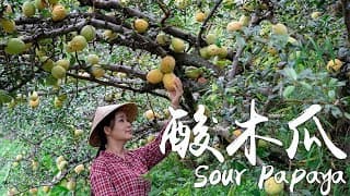 酸木瓜——我心目中的酸果之王【滇西小哥】