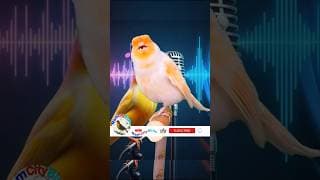 One of the most beautiful canary songs for teaching chicks  #birds #vogel #canary #birdsounds