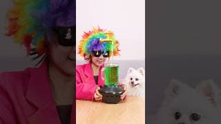 Dog reveals the secret magic #nico #smartnico #funny #fyp #puppy #magic
