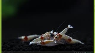 Crystal Red Shrimp