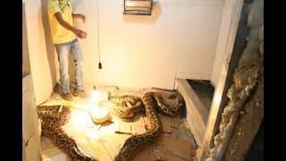 تربية افاعي الاصلات  مع جمال العمواسي