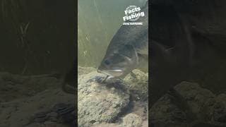 Little Craw = Big Bass #shorts