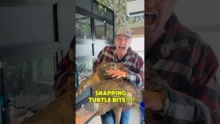 Snapping Turtle Bite!!!😱#shorts #turtle