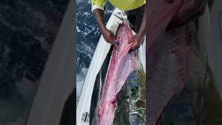 Cleaning Dolphin in Record Time! #Shorts