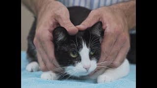 How to pick up a cat like a pro - Vet advice on cat handling.
