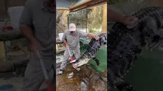 Alligator Escapes in Zoo 🐊 #shorts