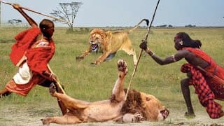 Maasai Aborigines Hunt And Kill Wild Animals - Cheetah, Lions, Pythons Died Unjustly