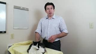 Cat names that get your cat's attention - what should I name my cat?