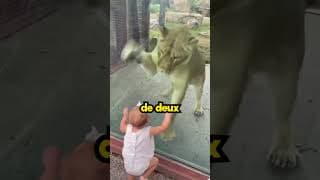Ce Lion va s'échapper de ce zoo et ça va très mal tourner