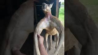 Everything’s bigger in Texas... including Kangaroos 😂