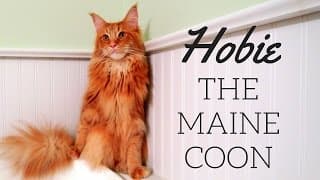 Meet Hobie the Maine Coon Cat 🐾 Pet Vlog: Water-Loving, Playful, Mischief-Maker & Family Star 🐈😺🧶