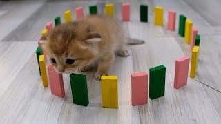 De mignons chatons nouveau nés jouent avec des dominos