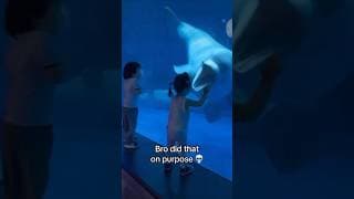 Le béluga a craqué 🤣🤣