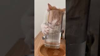 So you want a CAT? Are you sure?? 😻 #shorts