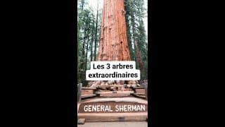 Les 3 arbres les plus extraordinaires au monde #shorts