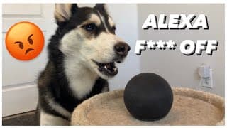 My HUSKY Talks To ALEXA |  (She Beat up Alexa!)