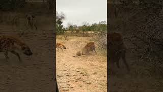 Me Against 40 Of You, A Fair Fight #natureismetal #keepnaturemetal #lions #hyenas