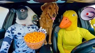 Rubber Ducky Surprises Cow, Police & Puppy in Car Ride Chase
