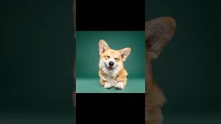 Smile 😍🐶 part 5