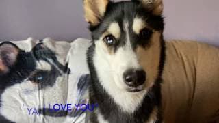 HUSKY UNBOXES HER FAVOURITE TREATS (SUBTITLES) | MAYA HUSKY