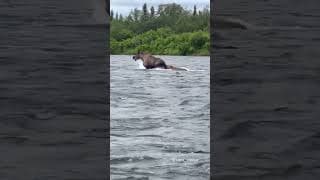 Bring The Giant Down. From @SamontheFly  #natureismetal #keepnaturemetal #grizzlybear #moose