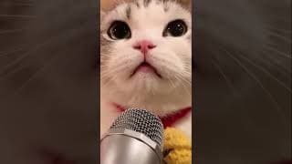 MEEEEENG 😂😂😂 #shorts #kucing