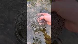 These are the tears of a mermaid