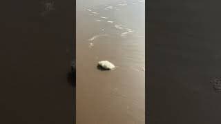 Satisfying Stomping on Beach Bubbles #shorts
