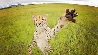 CHEETAH vs DRONE // South Africa
