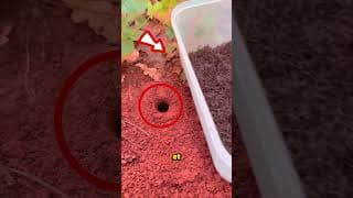 Une fourmi qui vaut beaucoup d’argent 🤯