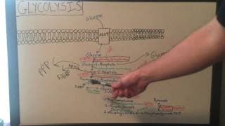 Overview of Glycolysis - Basics for Beginners - Biochemistry Lesson
