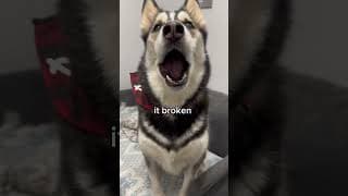This husky is BEYOND dramatic 🤣 #husky #dog