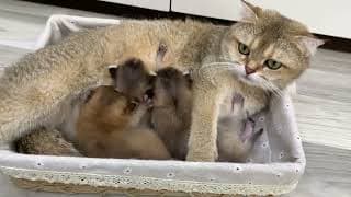 Les chatons nouveau nés rencontrent leur mère