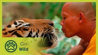 The Tiger and the Monk - The Secrets of Nature