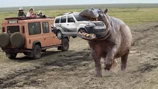 Angry Giant Animals Attack Vehicles - Animals Attack And Fight - Elephant, Lion, Buffalo, Zebra...